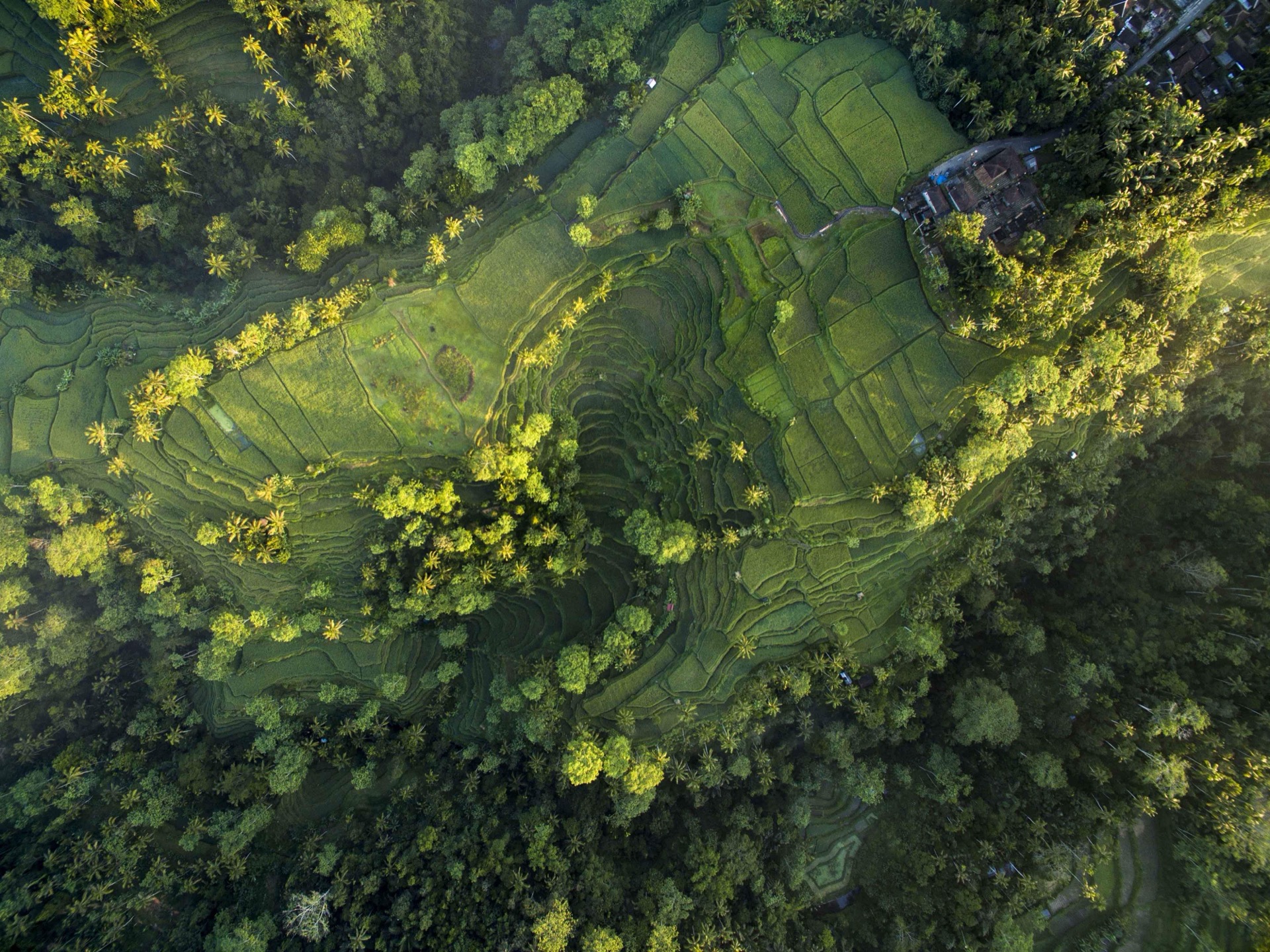 Rice terrace